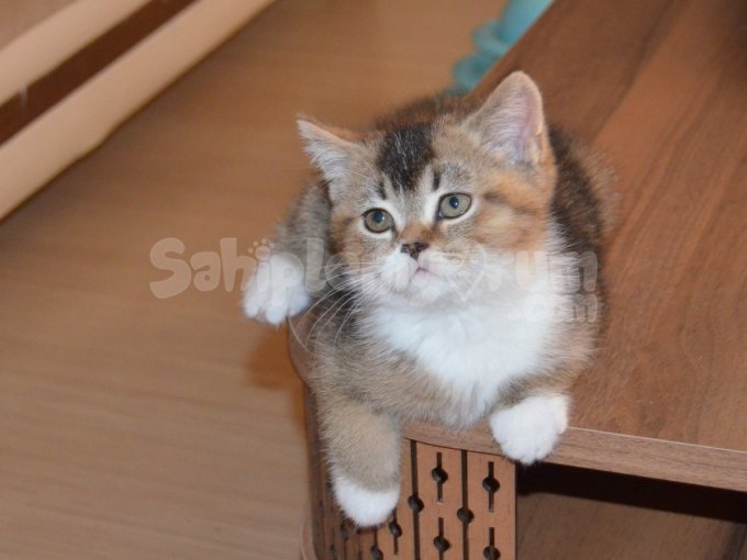 Muhteşem Bicolor British Shorthair Yavrular