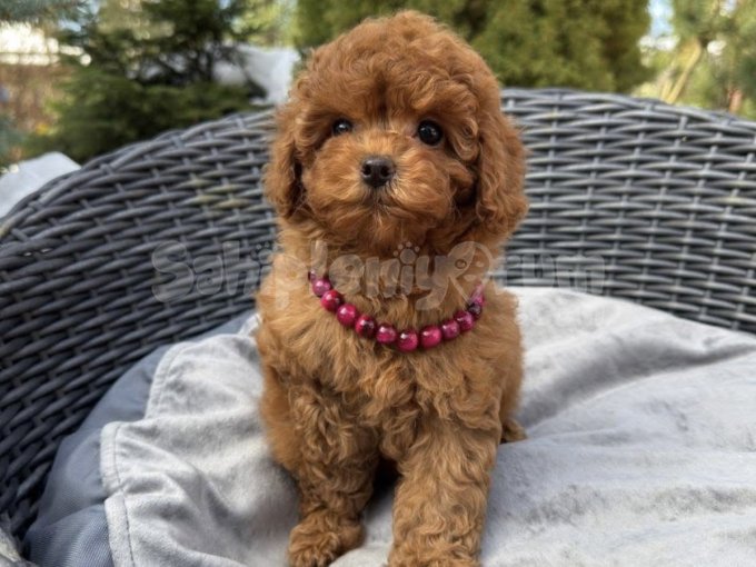 Red Brown Toy Boy Poodle Yavrularımız