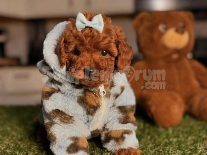 Toy Poodle Kızıl Güzellikler Yuvaya Gitmeye Hazır