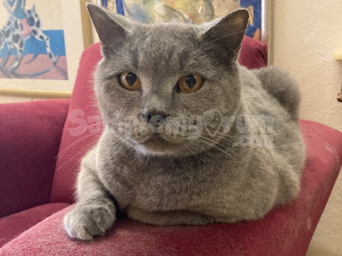 British  Shorthair Yeni Evini Bekliyor