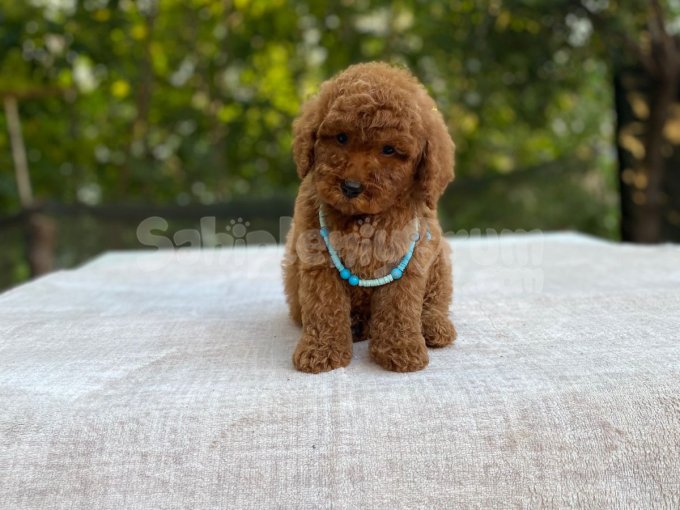En Koyusu En Micro Safkan Toypoodle