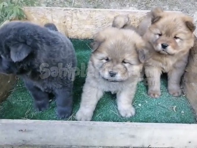 Aşıları Yapılmış Chow Chow Bebekler