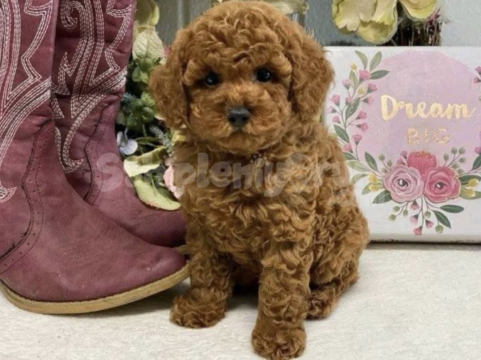 Kahverengi Mini Toy Poodle Bebekler