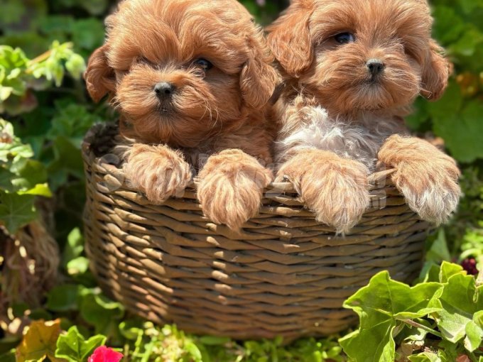 Kore Maltipoo 2 Kg Geçmeyecek Dişi Erkek