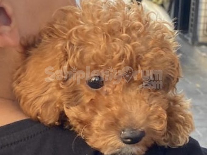 Aci̇l Minyatür Toy Poodle Safkan Karamel Rengi