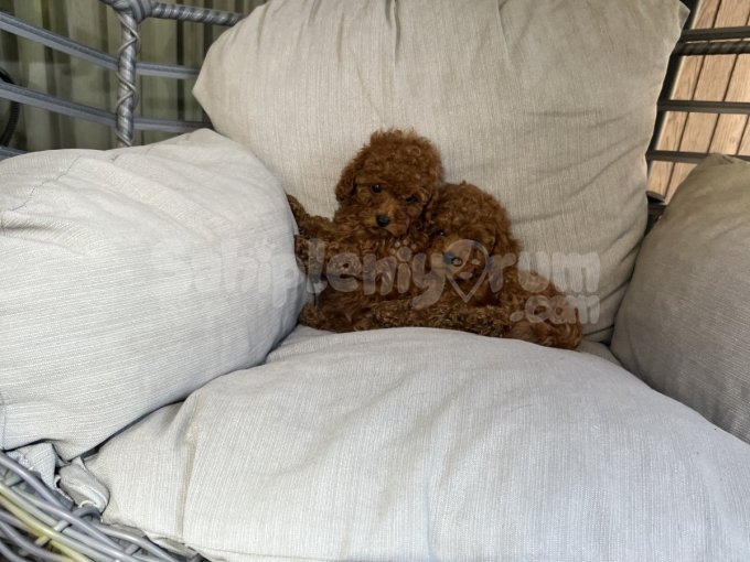 Orjinal Irk Redbrown Toy Poodle