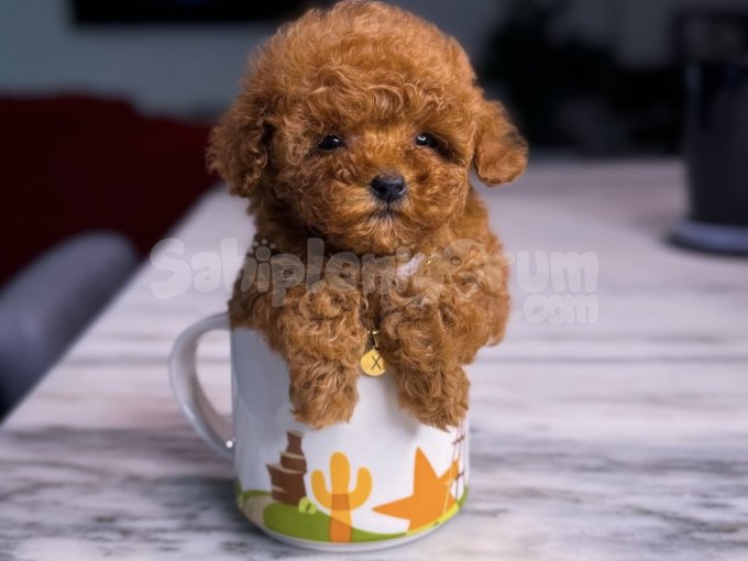Sevimli Toy Poodle Yavrularımız