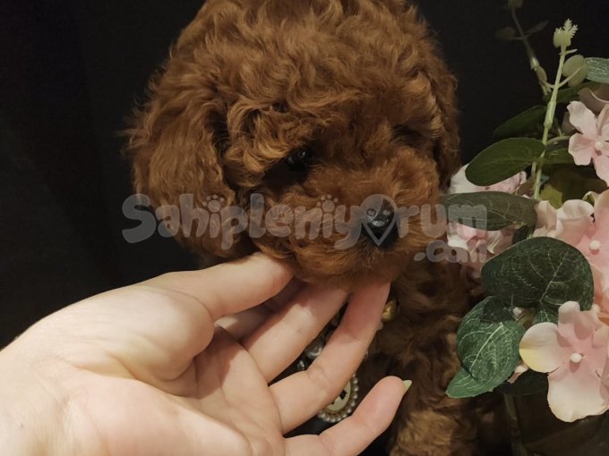 En Sevimli Toy Poodle Yavruları
