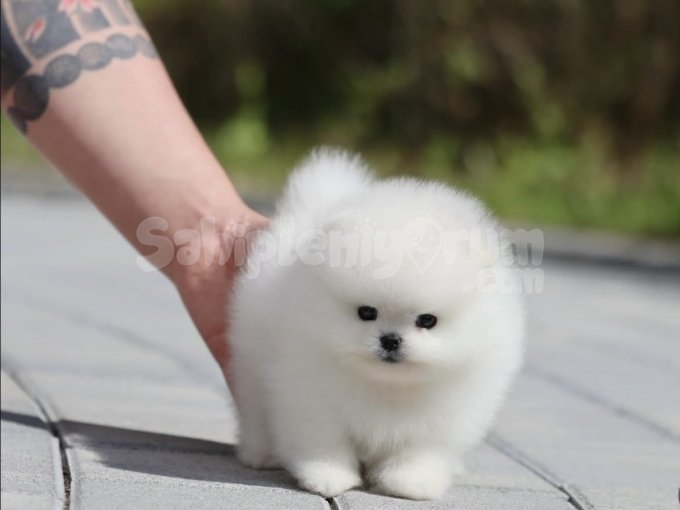 Orjinal Oyuncak Görünümlü Pomeranian Boo Yavruları
