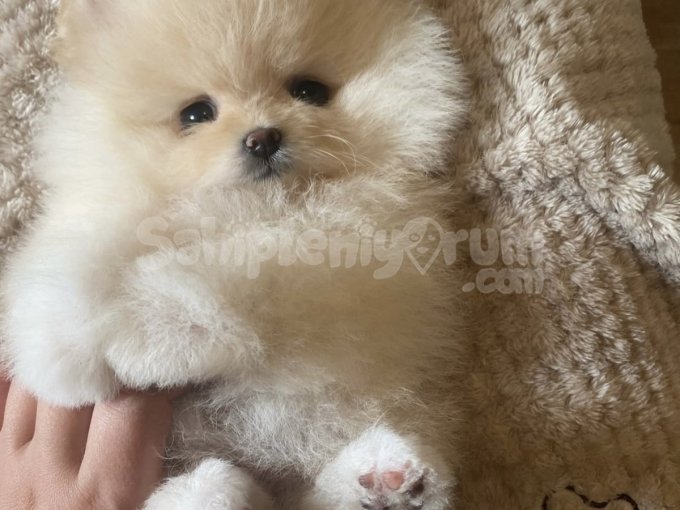 Irk Garantili Pomeranian Boo Yavruları