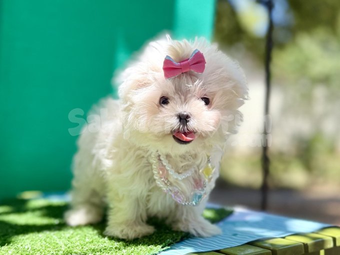 Maltese Terrier Kar Beyaz Mini Yavrularımız