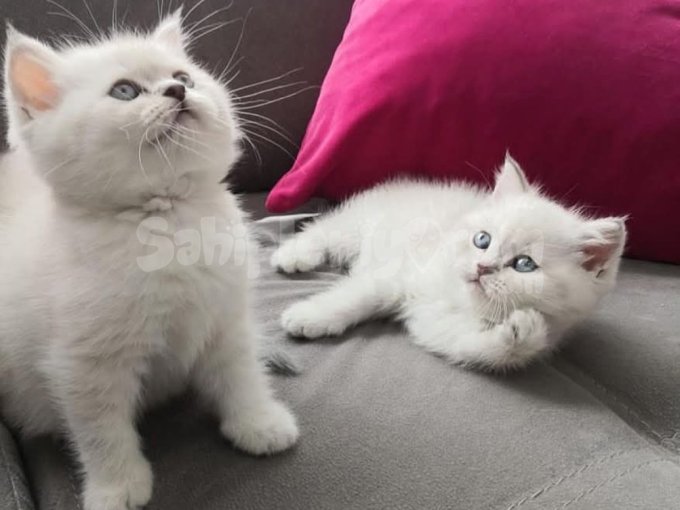 British Longhair Bebekler Yeni Evini Arıyor
