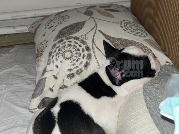 Franech Bulldog Yavrumuza Yuva Arıyoruz
