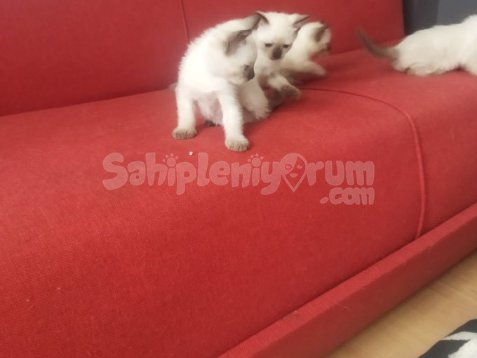 Siyam Kedisi Satılık Çok Özeller
