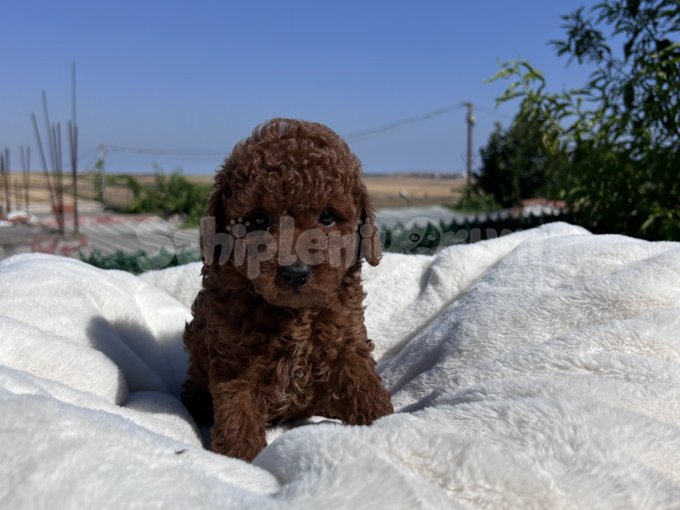 Kore Kanı Efsane Dark Red Brown Yavrular