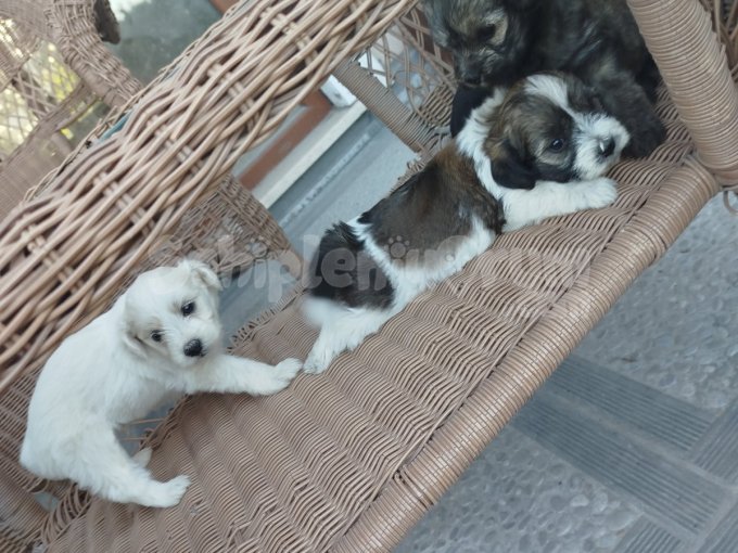 Morkie Yavru Çok Tatlı Kopekler