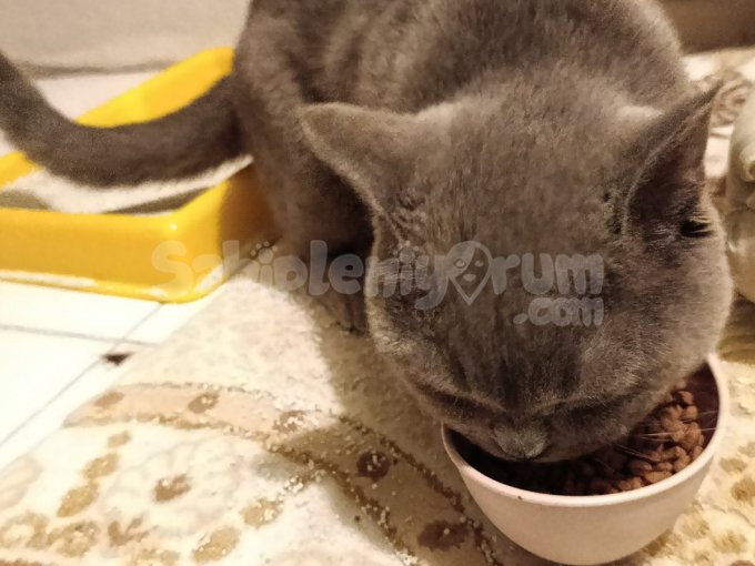Gölge Yeni Yuvasını Arıyor Bakımlı Eğitimli Bir Kedi