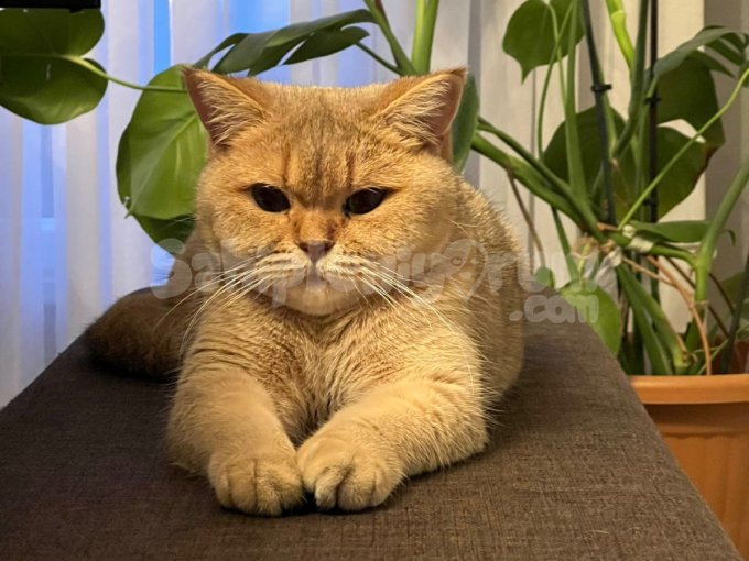Ücretsiz British Kedi Sahiplendirme