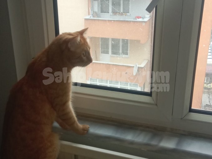 Sarman Güzelliğimiz Ömürlük Yuvasını Arıyor!