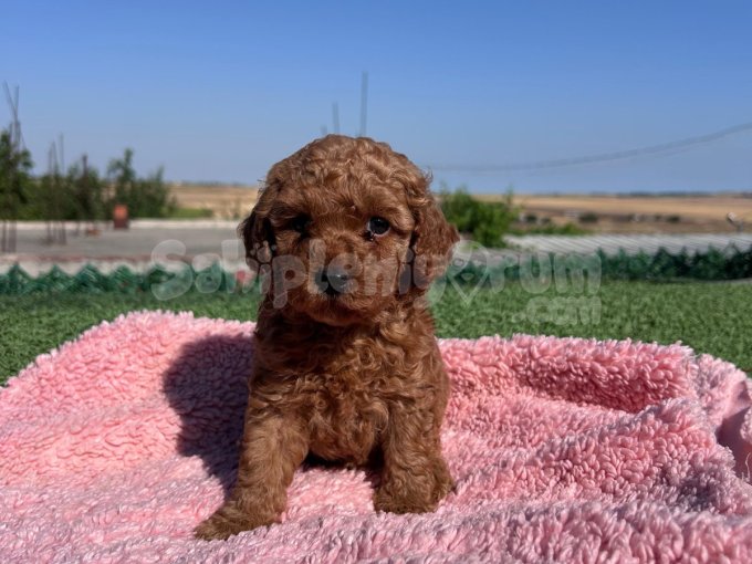 Yeni Yuvasına Gitmeye Hazır Toy Poodle Bebekler