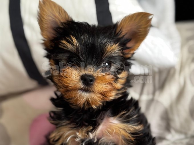 Fci̇ Şecereli, 4 Aylık Erkek Yorkie