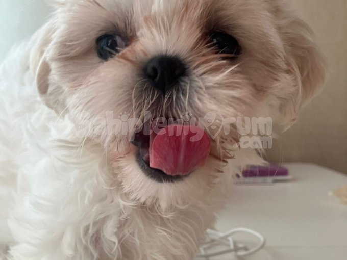 Full Beyaz  Shi Tzu Yavru  Nadi̇r Renk