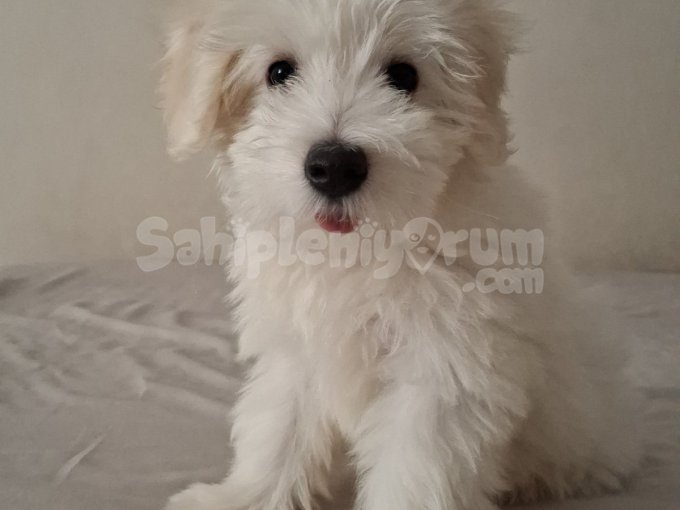 2 Buçuk Aylık Maltese Terrier Oğlumuz Rio