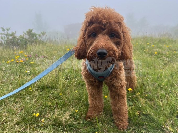 7 Aylik Dişi Poodle Orta Boy Aşıları Tam Tuvalet Eğitimi Var