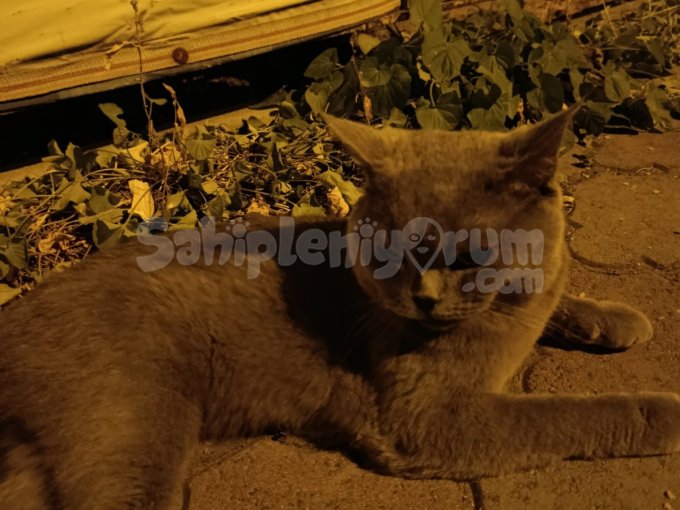 Gölge Yeni Yuvasını Arıyor Bir Parça Sevgi Bir Ömür Sadakat