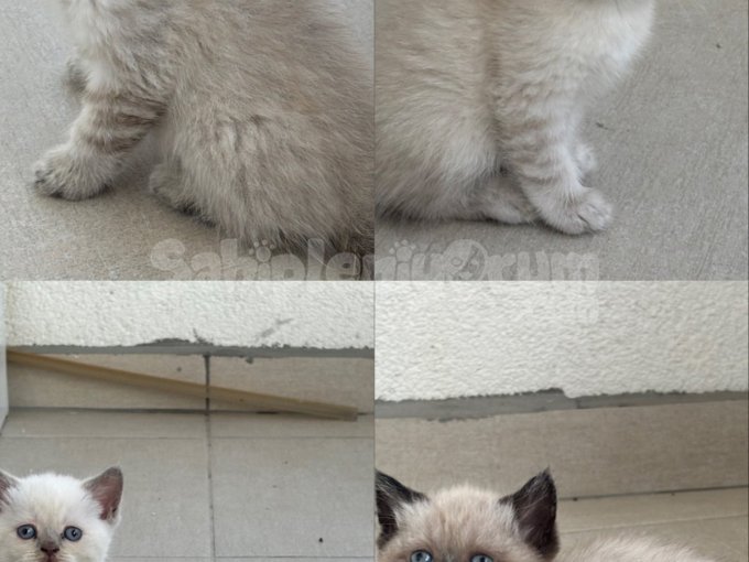 Birbirinden Güzel British Shorthair Bebeklerimiz