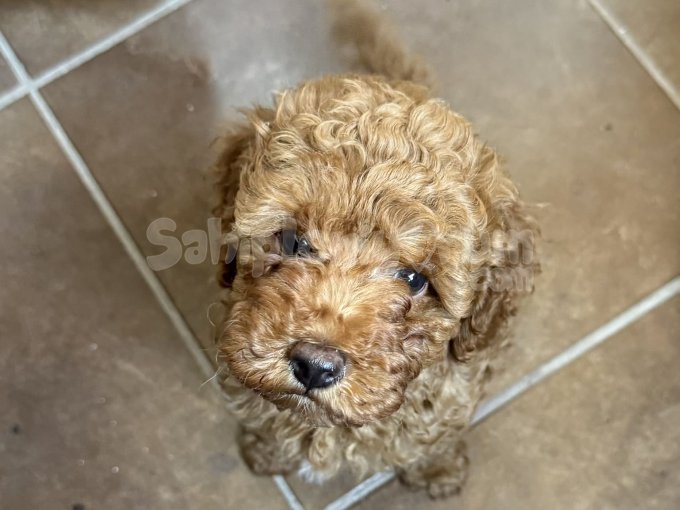 İki Aylık Toy Poodle Yavrumu Sahiplendiriyorum