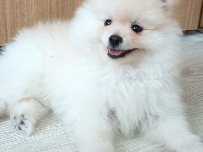 Pomerian Boo 2 Aylık Erkek Yavru