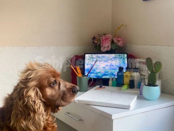 Satılık Köpek – Fluffy İsmi Fluffy, 2 Yaşında Erkek Bir Köpe