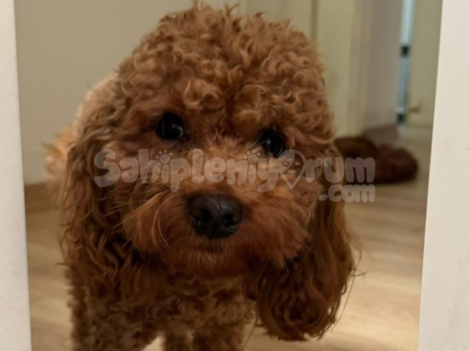 Toy Poodle Cins Erkek Dostuma Kalıcı Yuva Arıyorum