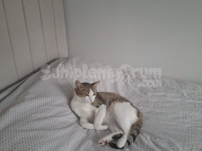 Kedimi Sahiplendirmek Istiyorum