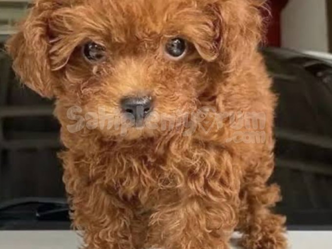Toy Poodle Dişi Erkek 1.5 Aylık