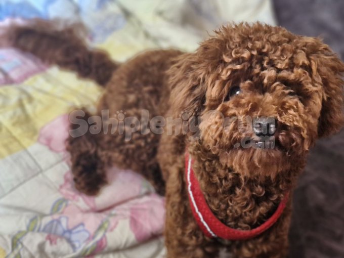 Toypoodle Rony Iyi Bir Aileye Sahiplendirilecek