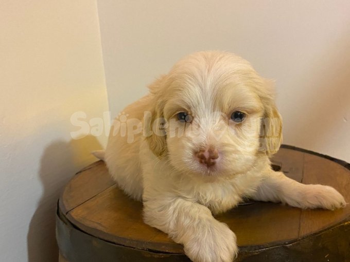 Topaç Gibi Maltipoo Bebeklerim