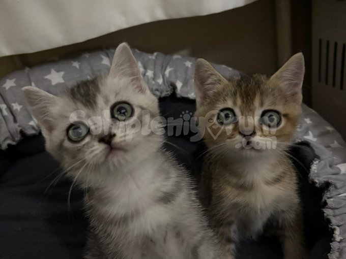 British Short Hair Yavru Kedi 2 Aylık