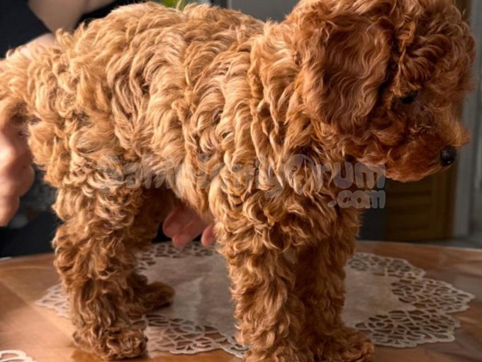 Toy Poodle Teacup Erkek Pet Eğitimli
