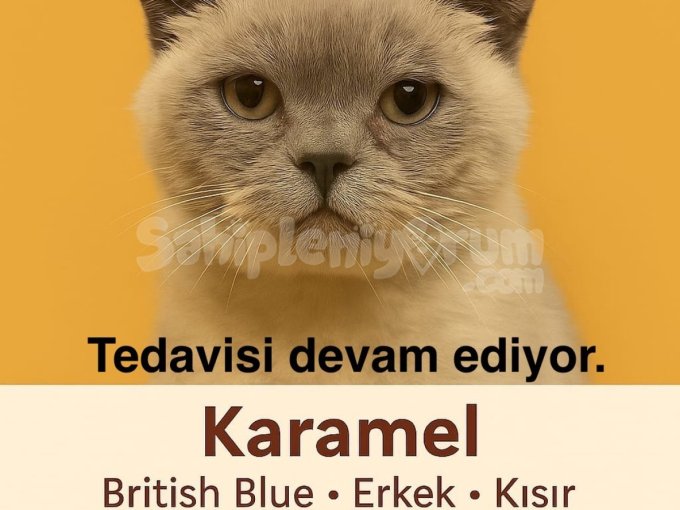 Karamel Ii̇çi̇n Aci̇l Yuva Ariyorum
