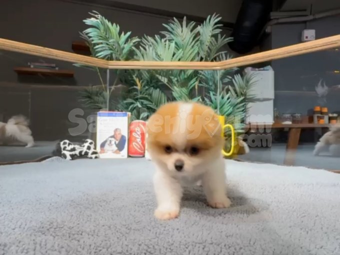 3 Aylık Dişi Acil Satılık Pomeranian