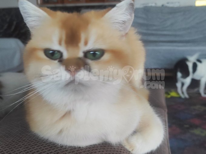 Güzeller Güzeli Ny12 Kızımız Yeni Yuvası Için Hazır