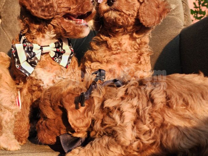 Anne Altından Evde Bakılan Kore Kan Mini Poodle