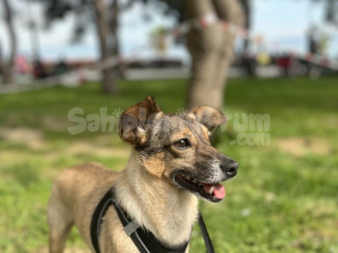 Pincher Kırması 6 Yaşında Eğitimli Köpek