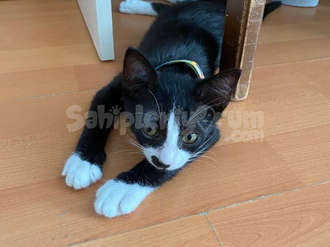 Kedi Sahiplendiriyorum İsmi Zeytin