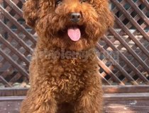 Ucretli Sahiplendirme Kore Toy Poodle