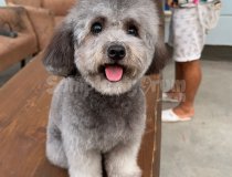 Ucretli Sahiplendirme Kore Silver Poodle