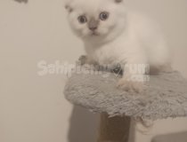 Ucretli Sahiplendirme Uysal Asili Kediler