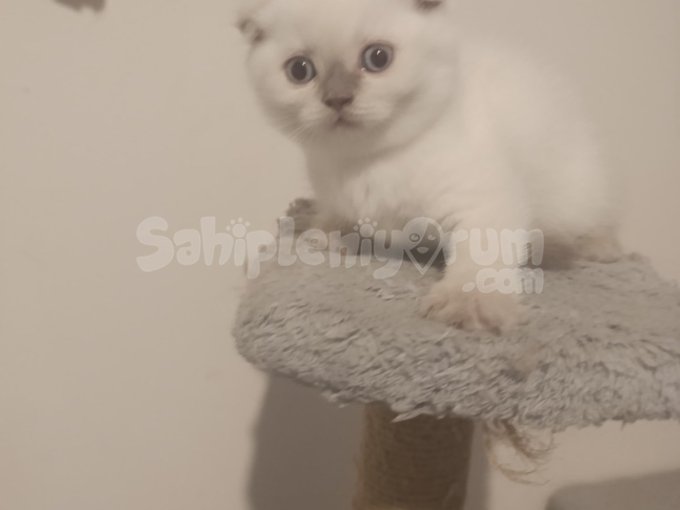 Ucretli Sahiplendirme Uysal Asili Kediler